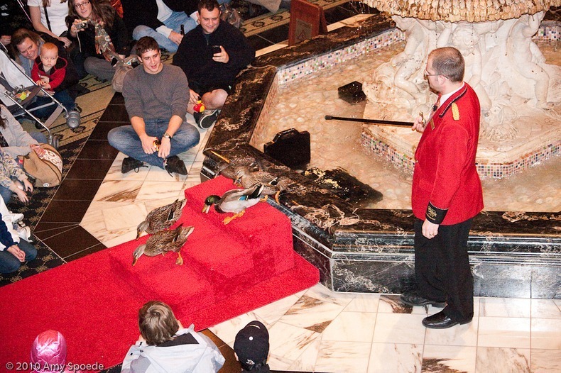 The Peabody Ducks at the Peabody Hotel Memphis