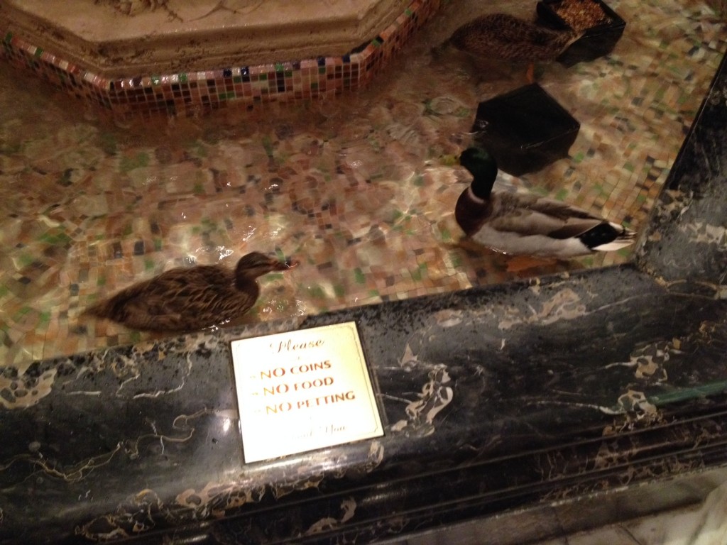 Peabody Ducks at Memphis Hotel