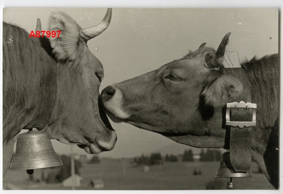 1950s vintage photo of cows. 