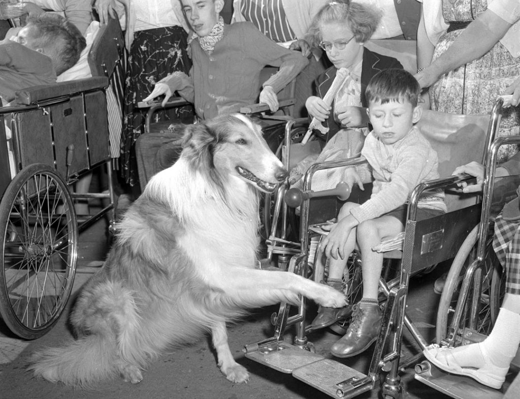 1950s vintage photo of TV's Lassie With CNE Visitors, 1955.