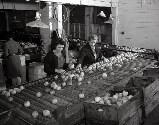 1940s vintage photo: 1941 picking and packing apples in Halifax Canada for the Canadian Homefront WW2 Effort. 