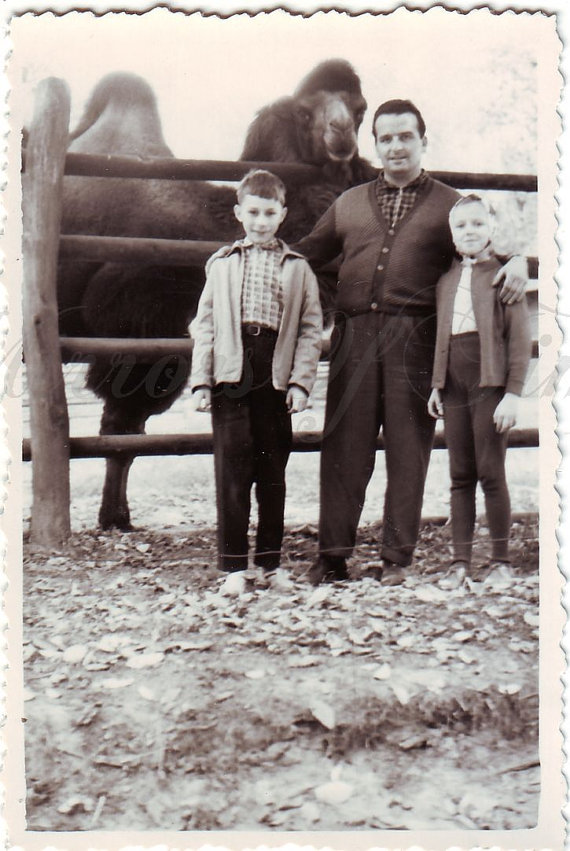 1950s vintage photo of father with sons at zoo with camels