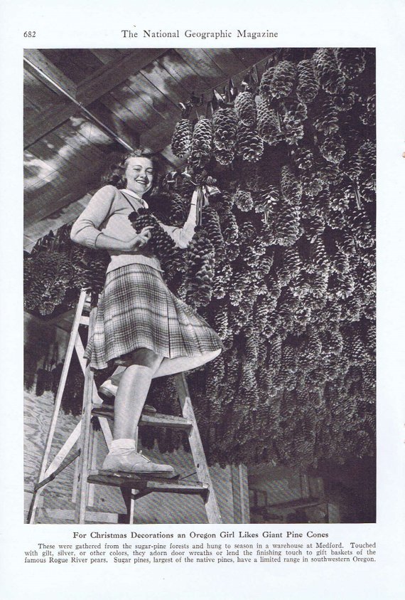 1940s vintage photo of a young girl in a plaid skirt posing on a ladder with pine cones with the caption from National Geographic in 1946 saying "For Christmas decorations an Oregon girl likes giant pine cones-1946"