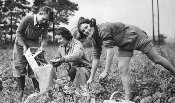 1940s Vintage Photo of the Womens Land Army in the UK during WW2 working in the fields