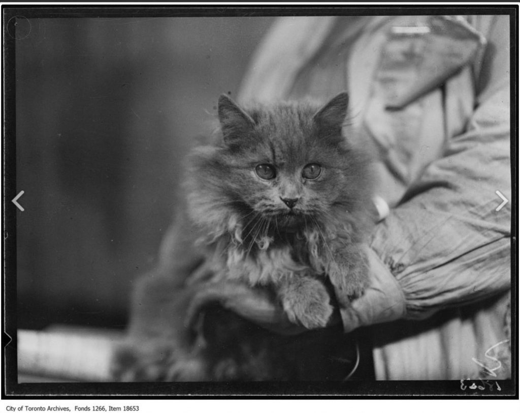 1929 Photo of Cat-Blue Viking of Kershion, Mrs. H. C. Baker, Buffalo.