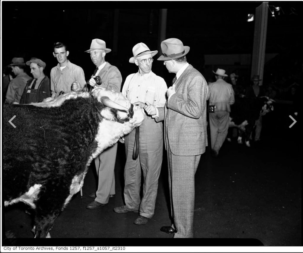 1940s Vintage Photo: Governor General Alexander with cow at Royal Winter Fair-1946.