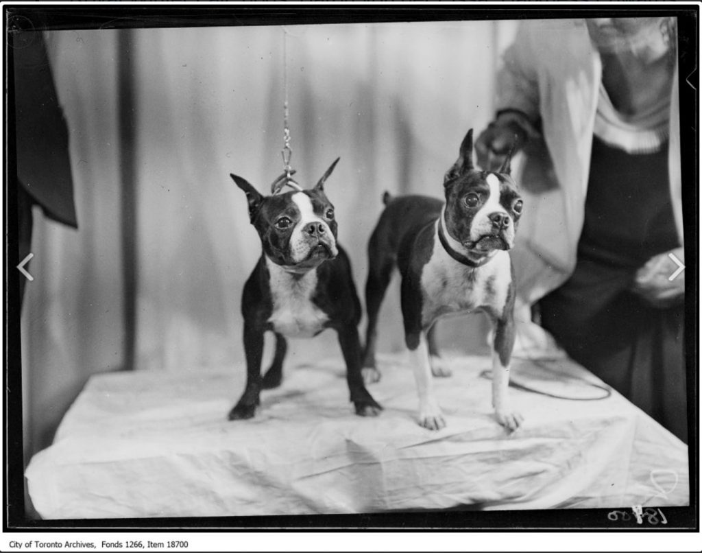 1920s Vintage Photo: Royal Winter Fair, dogs, Champion Mighty Atom, Miss Florence Massacar, Toronto