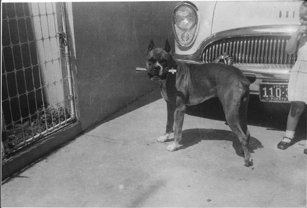 1950s vintage photo of a boxer dog holding a stick beside a litle girl in front of a car. 