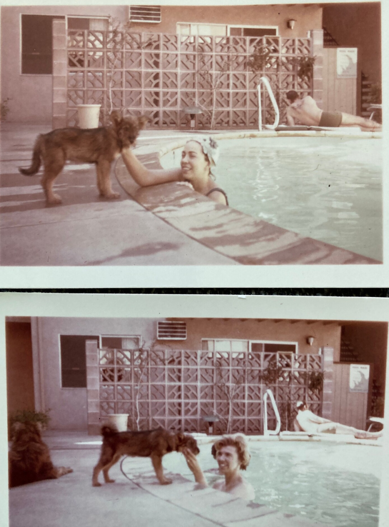 1950s vintage photo / 1960s vintage photo of a midcentury backyard pool with a breeze blocks wall. The two images features a dog poolside with two different women in the pool.