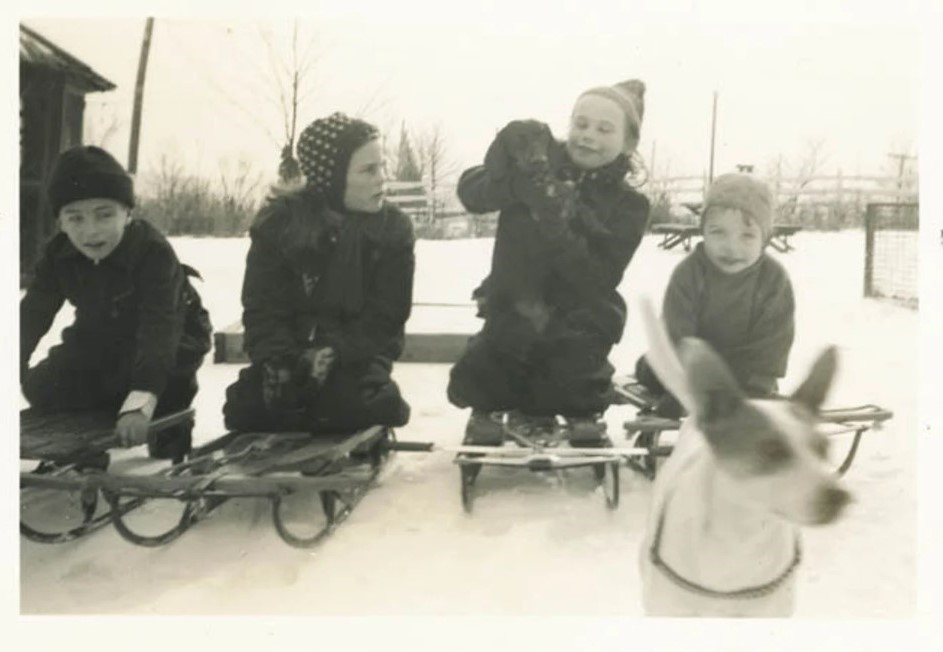 1950s vintage photo of 4 boys on sleds with two dogs getting ready to go down a hill -1958