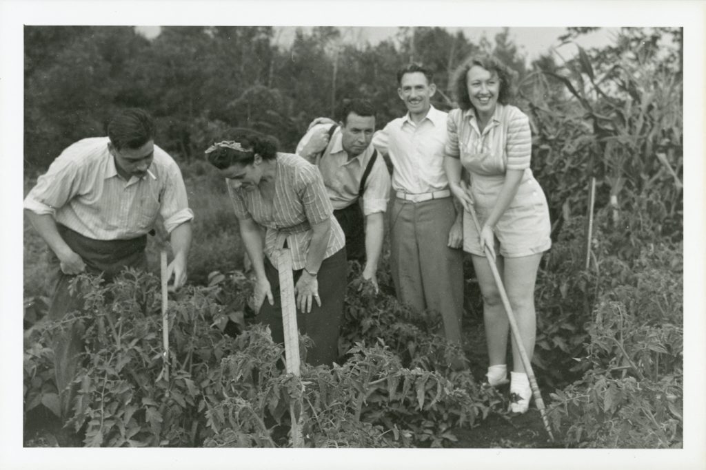 1940s vintage photo of the Metropolitan Life Insurance Company employees tending to tomatoes in a Victory Garden (via Canadian War Museum).