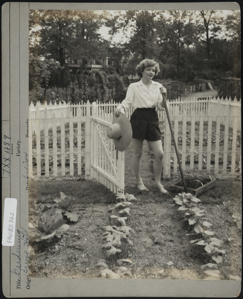 1940s vintage photo:  A woman with shorts and wide brim hat, tends a World War II-era victory garden at Breeze Hill in 1944. 