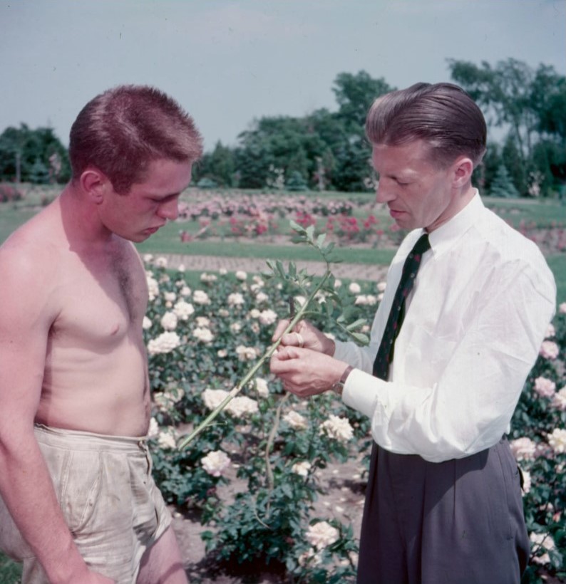 1950s vintage photo: July 1954: Niagara, Ontario Canada-A gardening instructor, in shirt and tie, discusses the plant he holds in his hands, with his gardening student.