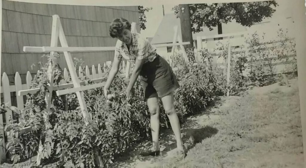 1950s vintage photo of a woman in shorts and plaid shirt working in her tomato garden