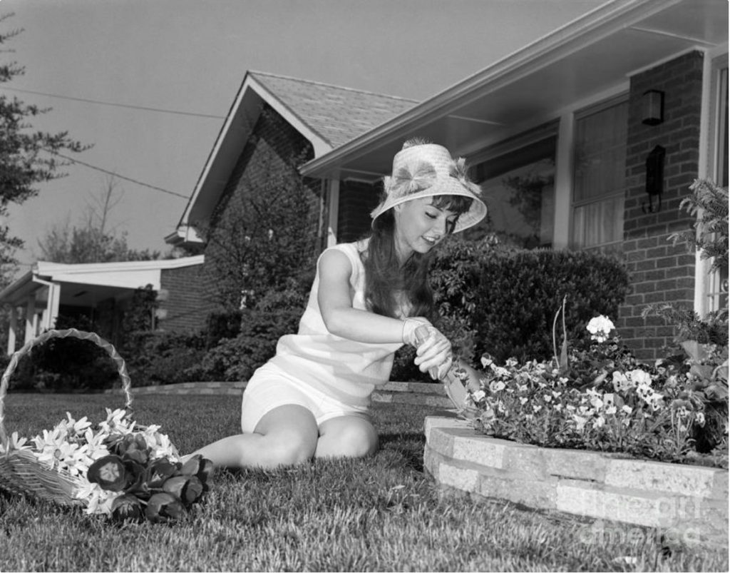 1960s vintage photo of a young woman in shorts and fun straw hat working on her flower garden in her front lawn.