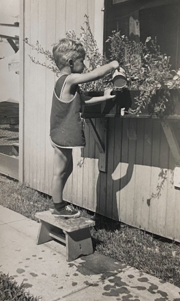 The Little Gardener. A vintage photo of a little boy watering his window plants while standing on a stool. 