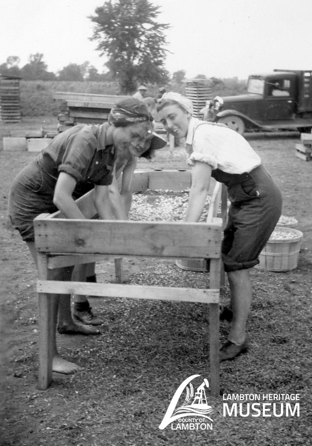 1940s Vintage Photo of Canadian Women in 1940s Wartime fashions for working called, 'The Farmerettes'. These young Canadian women worked on farms helping to feed the soldiers overseas. 