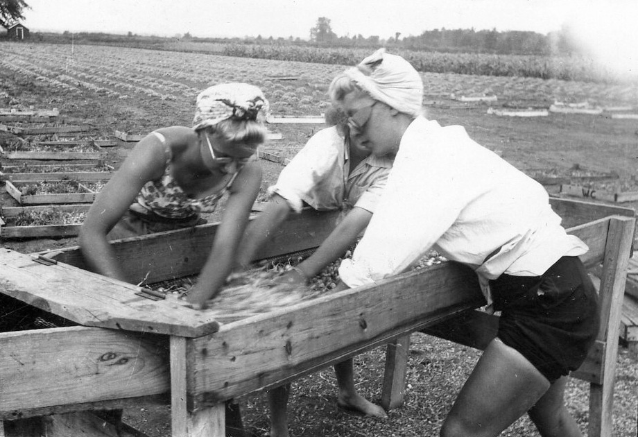 1940s vintage photo of 3 women during WW2 working on a farm in Ontario Canada to help feed the Canadian soldiers overseas. They were called Farmerettes. The women are wearing headscarfs and eye protection.