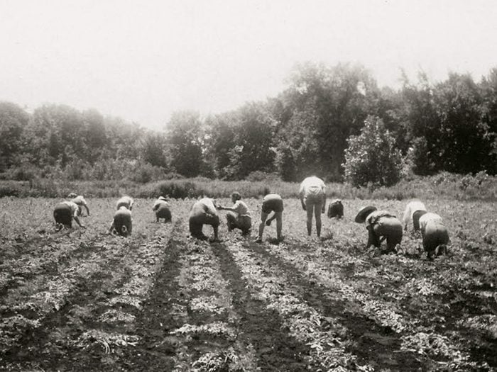 1940s vintage photo of young women working on a farm harvesting onion in Ontario Canada during WW2. They were called the Farmerettes and they were helping to provide food to the soldiers. 