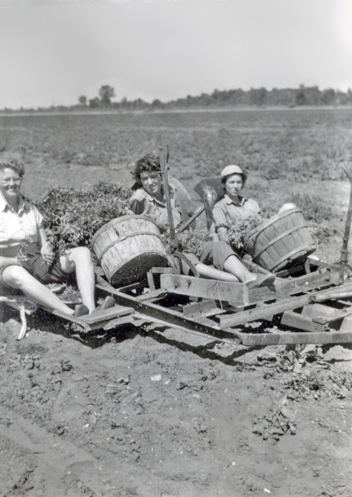 1940s vintage photo of three women in Thedford Ontario planting peppermint for the WW2 war effort. They were called Farmerettes. 